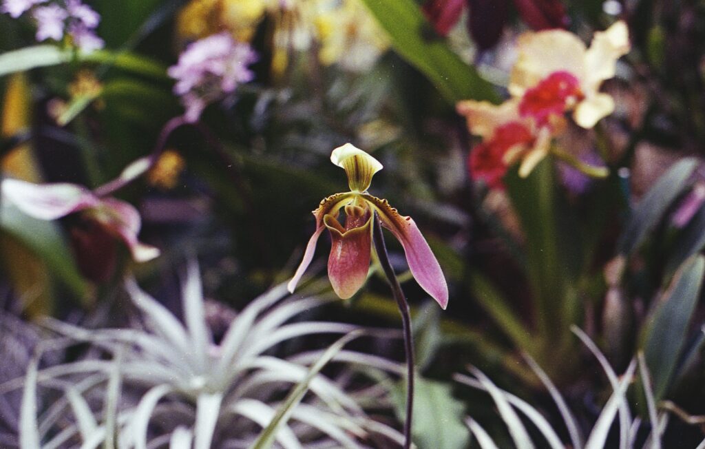 curso de esencias de Orquídeas Amazónicas