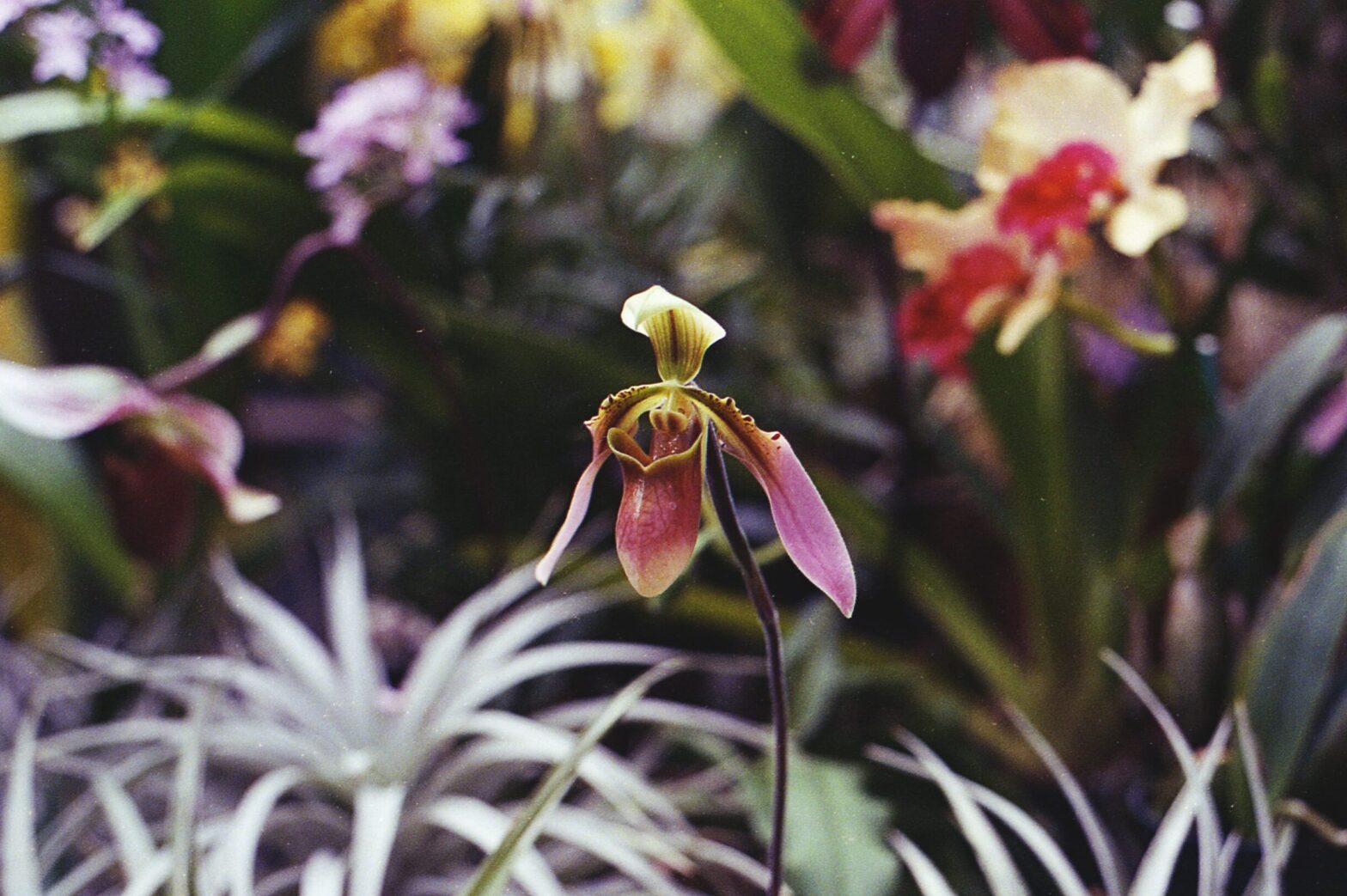 curso de esencias de Orquídeas Amazónicas portada